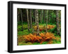 Cinnamon ferns and red spruce trees in autumn, Acadia National Park, Maine, USA-null-Framed Photographic Print