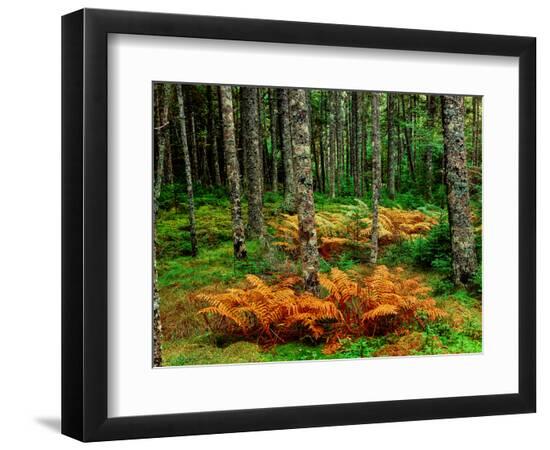 Premium Photographic Print, , large