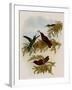 Cinnamon Firecrown, Eustephanus Fernandensis-John Gould-Framed Giclee Print