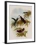 Cinnamon Firecrown, Eustephanus Fernandensis-John Gould-Framed Giclee Print