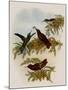 Cinnamon Firecrown, Eustephanus Fernandensis-John Gould-Mounted Giclee Print