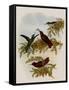 Cinnamon Firecrown, Eustephanus Fernandensis-John Gould-Framed Stretched Canvas