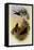 Cinnamon Frie-Crown, Eustephanus Fernandensis-John Gould-Framed Stretched Canvas