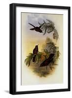 Cinnamon Frie-Crown, Eustephanus Fernandensis-John Gould-Framed Giclee Print