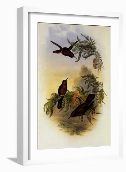 Cinnamon Frie-Crown, Eustephanus Fernandensis-John Gould-Framed Giclee Print