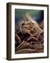 Cinnamon Sticks at the Market, Fort De France, Martinique, Lesser Antilles-Yadid Levy-Framed Photographic Print