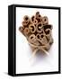 Cinnamon Sticks, Tied Together-null-Framed Stretched Canvas