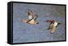 Cinnamon Teal Drake and Hen Flying-Hal Beral-Framed Stretched Canvas