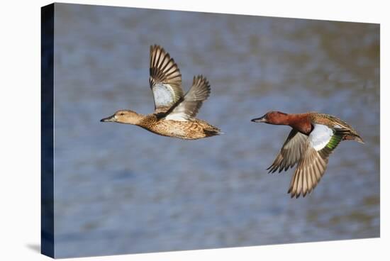 Cinnamon Teal Drake and Hen Flying-Hal Beral-Stretched Canvas