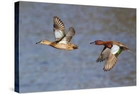 Cinnamon Teal Drake and Hen Flying-Hal Beral-Stretched Canvas