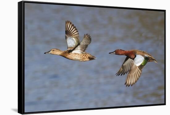 Cinnamon Teal Drake and Hen Flying-Hal Beral-Framed Stretched Canvas