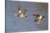 Cinnamon Teal Drake and Hen Flying-Hal Beral-Stretched Canvas