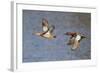 Cinnamon Teal Drake and Hen Flying-Hal Beral-Framed Photographic Print