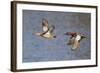 Cinnamon Teal Drake and Hen Flying-Hal Beral-Framed Photographic Print