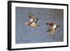 Cinnamon Teal Drake and Hen Flying-Hal Beral-Framed Photographic Print