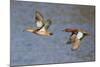 Cinnamon Teal Drake and Hen Flying-Hal Beral-Mounted Photographic Print