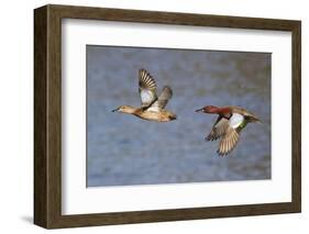 Cinnamon Teal Drake and Hen Flying-Hal Beral-Framed Photographic Print