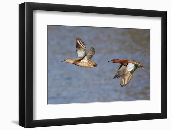 Cinnamon Teal Drake and Hen Flying-Hal Beral-Framed Photographic Print