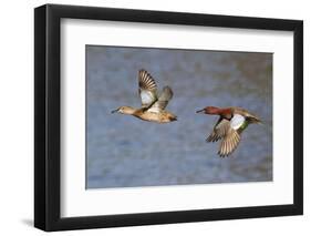 Cinnamon Teal Drake and Hen Flying-Hal Beral-Framed Photographic Print