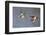 Cinnamon Teal Drake and Hen Flying-Hal Beral-Framed Photographic Print