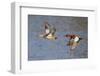Cinnamon Teal Drake and Hen Flying-Hal Beral-Framed Photographic Print