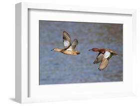 Cinnamon Teal Drake and Hen Flying-Hal Beral-Framed Photographic Print