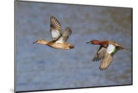 Cinnamon Teal Drake and Hen Flying-Hal Beral-Mounted Photographic Print