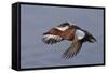 Cinnamon Teal Drake in Flight-Hal Beral-Framed Stretched Canvas