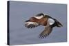 Cinnamon Teal Drake in Flight-Hal Beral-Stretched Canvas