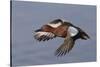 Cinnamon Teal Drake in Flight-Hal Beral-Stretched Canvas