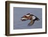 Cinnamon Teal Drake in Flight-Hal Beral-Framed Premium Photographic Print