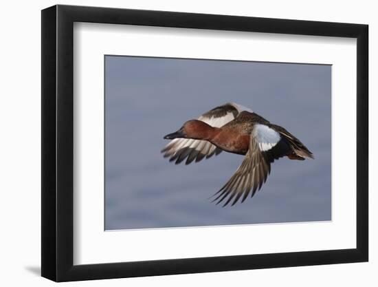 Cinnamon Teal Drake in Flight-Hal Beral-Framed Premium Photographic Print