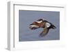 Cinnamon Teal Drake in Flight-Hal Beral-Framed Premium Photographic Print