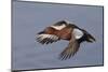 Cinnamon Teal Drake in Flight-Hal Beral-Mounted Premium Photographic Print
