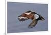 Cinnamon Teal Drake in Flight-Hal Beral-Framed Photographic Print