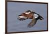 Cinnamon Teal Drake in Flight-Hal Beral-Framed Photographic Print