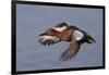 Cinnamon Teal Drake in Flight-Hal Beral-Framed Photographic Print