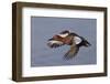 Cinnamon Teal Drake in Flight-Hal Beral-Framed Photographic Print