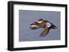 Cinnamon Teal Drake in Flight-Hal Beral-Framed Photographic Print