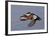 Cinnamon Teal Drake in Flight-Hal Beral-Framed Photographic Print