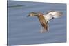 Cinnamon Teal Hen Landing-Hal Beral-Stretched Canvas