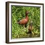 Cinnamon Teal standing, Ridgefield NWR, Ridgefield, Washington, USA-Michel Hersen-Framed Photographic Print