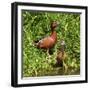 Cinnamon Teal standing, Ridgefield NWR, Ridgefield, Washington, USA-Michel Hersen-Framed Photographic Print