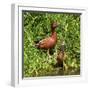 Cinnamon Teal standing, Ridgefield NWR, Ridgefield, Washington, USA-Michel Hersen-Framed Photographic Print