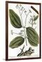 Cinnamon Tree, 1735-Elizabeth Blackwell-Framed Giclee Print