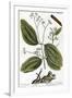 Cinnamon Tree, 1735-Elizabeth Blackwell-Framed Giclee Print