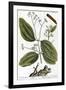 Cinnamon Tree, 1735-Elizabeth Blackwell-Framed Giclee Print