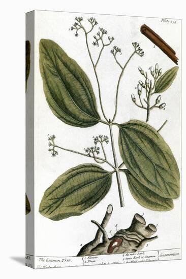 Cinnamon Tree, 1735-Elizabeth Blackwell-Stretched Canvas