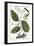 Cinnamon Tree, 1735-Elizabeth Blackwell-Framed Giclee Print