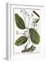 Cinnamon Tree, 1735-Elizabeth Blackwell-Framed Giclee Print